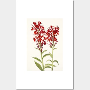 Cardinal flower - Botanical Illustration Posters and Art